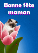 Chaton r&ecirc;veur sur une tulipe pour maman